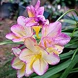 5 Piezas Doble Rosa Fresia Bulbos Bulbos Robustos Extremadamente Fragantes De Tamaño Superior Bulbos De Flores Bonsai Para El Hogar Perennes Bulbo De Flores Para Plantar En Otoño