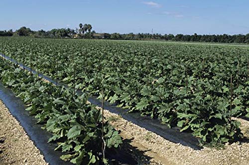 3Ft X 4000Ft X 1.25Mil Black Embossed Plastic Mulch #TOP5