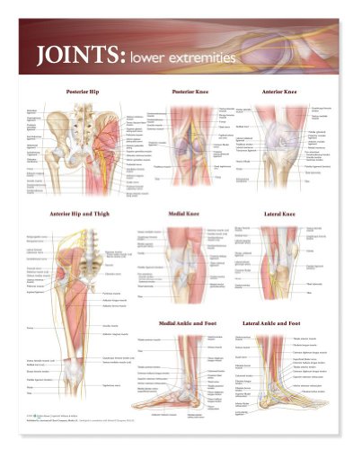 Image of Joints: Lower Extremities