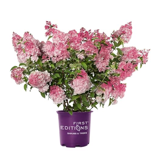 Spring Sizzle Hydrangea