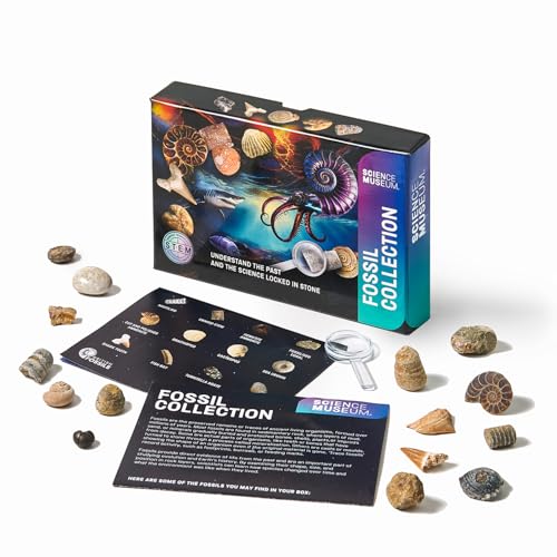 Kit de collection de fossiles pour stimuler la curiosité STEM