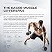 Intra workout BCAA Powder, Kaged Muscle IN-KAGED Intra Workout Drink, Amino Energy Drink for Weights & Cardio; Intra Workout Powder to Boost Performance & Endurance While You Exercise; Cherry Lemonade