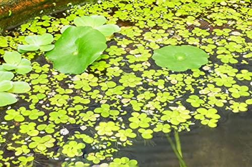 4000 Duckweed Live Plants For Aquarium, Aquatic Plant Live #TOP3