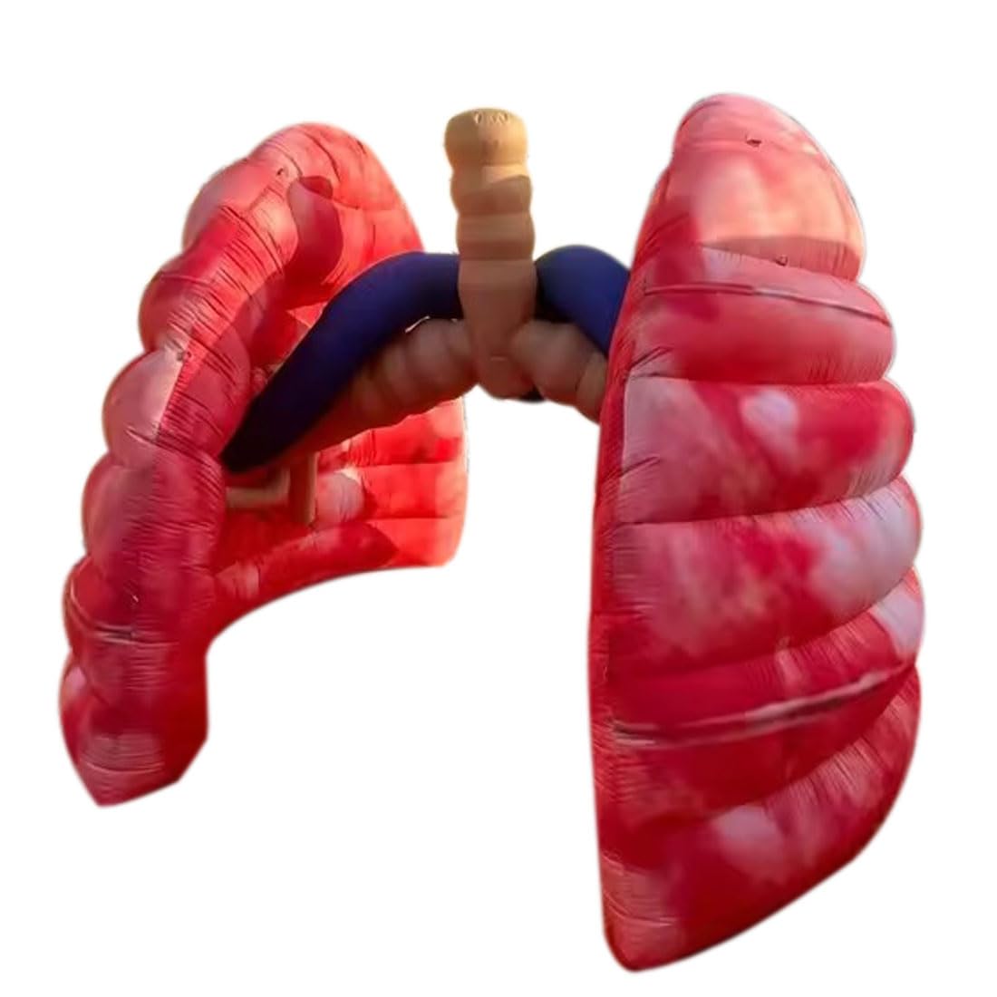 Inflatable Lung Display Snapklik.com : Giant Inflatable Lung Medical Exhibits Advertising Large ...