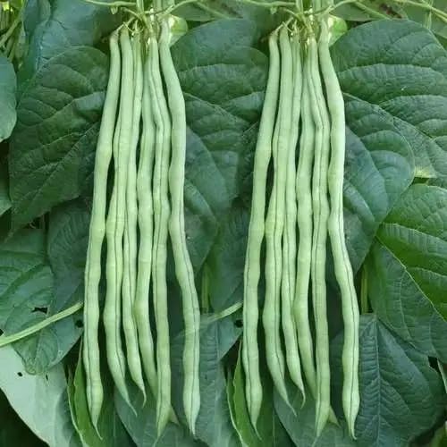 Agrey Lobiya/CowPea Vegetable Seeds (Green, Pack of 30 Seeds) (B0CZ9DH47P) Amazon Price History, Amazon Price Tracker