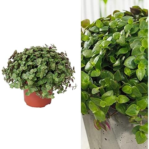Callisia repens 'Turtle Vine' Indoor Plant Cover