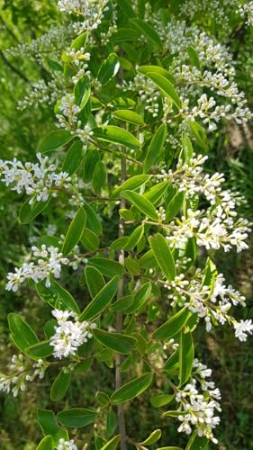 Ligustrum vulgare 'Atrovirens' / Troène commun/Conteneur de 3 à 4 litres