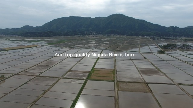 Amazon.com : Premium Japanese Rice 'Shinnosuke' from Niigata – 2kg