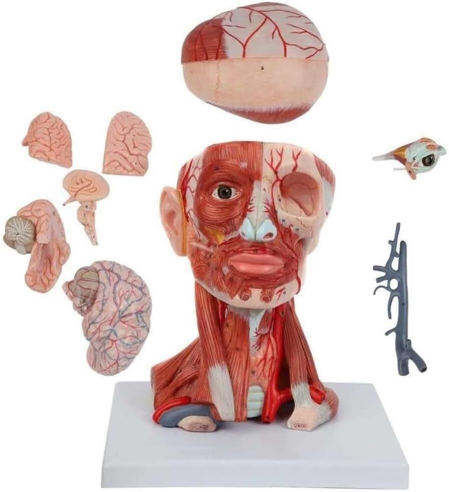 HEQIM Life-Size Head and Neck Muscle Model with Blood Vessels Nerves and Brain, Anatomical Head and Neck Muscle Model, 10 Parts, for Medical Anatomy and Physiology Research Teaching