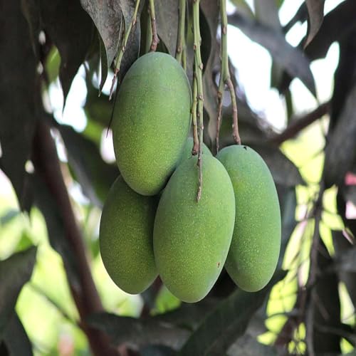 Image of Healthy Vibe Mango Grafted Live Plants For Healthy Live Mango Plant for Home & Outdoor Gardening - Low Maintenance (Pack of 1) - Live Plant