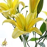 1pcs Lily Asiatic Lilium Bulbs Mixed Lilies,Lily Bulbs for Planting Now Lily Bulbs Colourful...