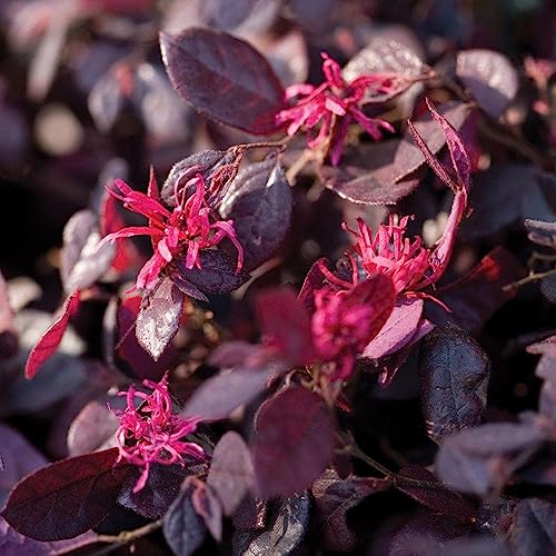 Purple Diamond Loropetalum (2.5 Quart) Flowering Evergreen Shrub with Purple Foliage and Pink Blooms - Full Sun to Part Shade Live Outdoor Plant - Southern Living Plants