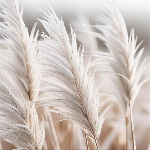 artissimo Bild aus Glas 50x50 cm Natur Pampasgras hell beige AG5571A – modernes Glasbild Wandbild Quadratisch, Wanddeko Wohnzimmer, beige, boho skandinavisch