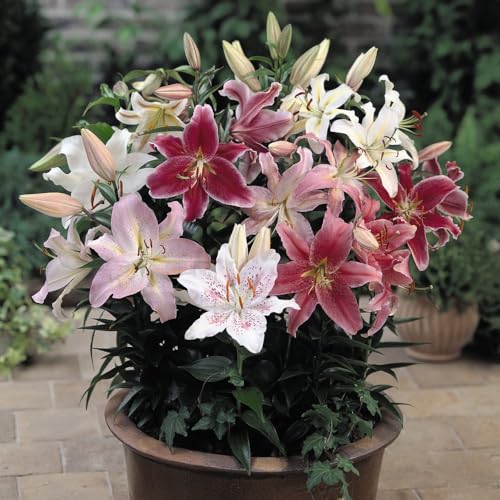 Lily Oriental Bumper Mix - Fragrant Perennial Flowers for Year-Round Garden Beauty - Versatile Planting - Easy-to-Grow Varieties in Vibrant Colours - 40x Bulbs by Thompson & Morgan (40)