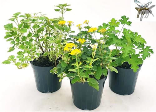 Se sei interessato ad altre nostre offerte digita: www.amazon.it/powerstoflowers