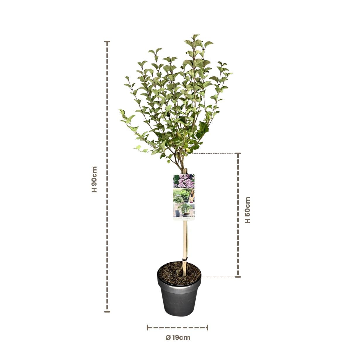 My Green Help – Syringa meyeri Palibin alberello, Lillà Coreano nano profumato, 1 pianta vera vaso Ø19 cm h 90 cm, per giardino, terrazzo e balcone