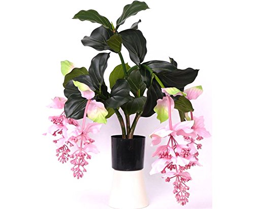 Künstliche Medinilla Tropen Kunstpflanze mit 4 rosa Blüten, 80cm hoch - Exotische Tropische Zierpflanze Medinille
