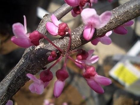 Amazon アメリカハナスオウフォレストパンジー苗 庭木 植木