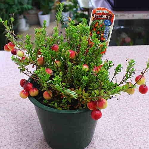 Amazon クランベリー つるこけもも 鉢植え 赤い実の付いた植物 クロスリースタイル 観葉植物 通販