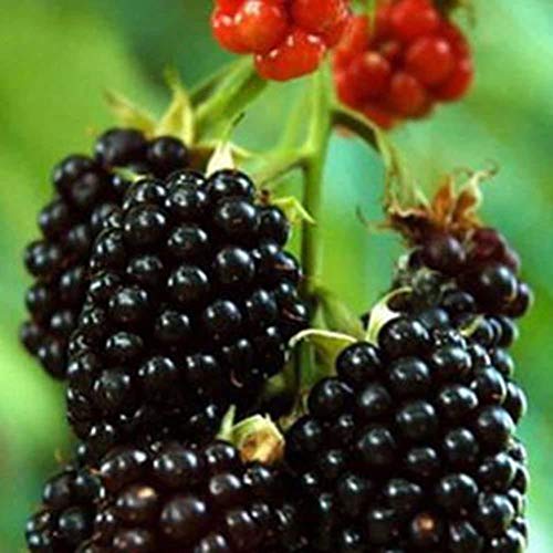 100 Seeds/Pack Thornless Blackberry Seeds,Delicious,Nutritious, Sweet, Natural Snack, Perennial Garden Or Pot Fruit #TOP5