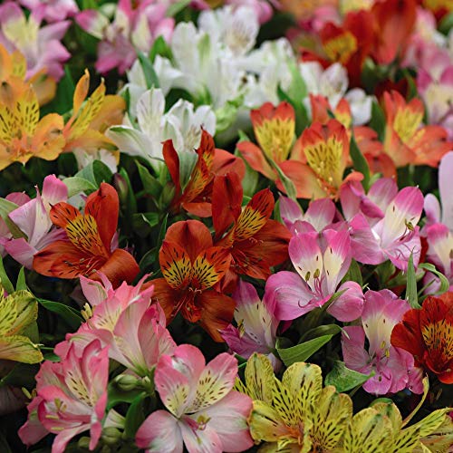 Alstroemeria Garden Hybrids Peruvian Lily Plant Hardy Perenn