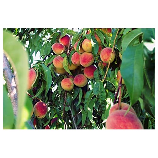 Elberta Peach Tree - Self Pollinating - Live Fruit Plant Shipped 2 to 3 Feet Tall by DAS Farms (No California)