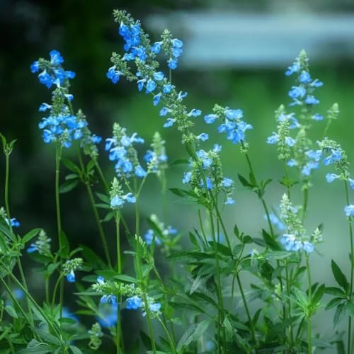 Semillas de salvia, semillas de silvestres Salvia japonica, perennes variedades antiguas 200pcs