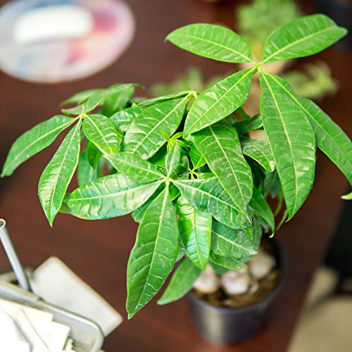 Perfect Plants Braided Money Tree 5In. In Midnight Blue Décor Pot | | Pachira Aquatica | 15In Tall | Easy Care Houseplant | Perfect For Low Light Conditions | Air Purifying #TOP2