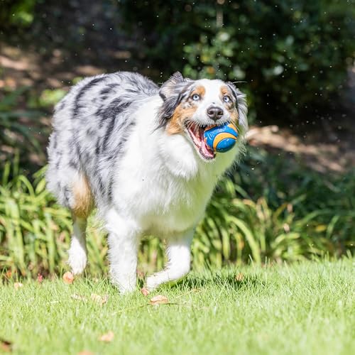 Chuckit! Ultra & Squeaker Ball Dog Toy - Medium Bouncy Fetch Balls for Dogs 20-60 lbs - Made from Durable Rubber - Floating Water Pet Toys - Size Medium - 2.5-inch Diameter - Pack of 3 by Chuckit! - Image 4