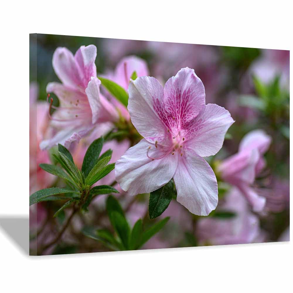 ZAMAEIU Nature Landscape Canvas Wall Art Pink-veined blossoms posters picture, Modern Wall Decor, for Bedroom, Office, Living Room, Corridor, classroom(white)-50x70cm Framed