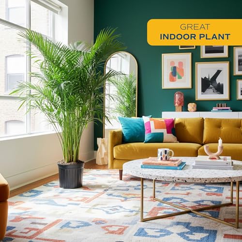 Image of Costa Farms Cat Palm Extra Large Live Indoor Plant, 5-6 Feet Tall XL Giant Floor Plant in 12-Inch Pot, Tropical Live Palm Tree for Home, Office, or Patio Decor, Rare Big Houseplants, Air Purifier