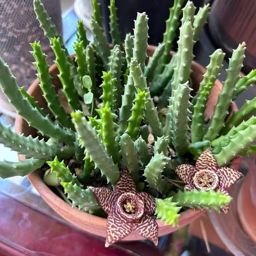 plantas carnívoras semillas resistentes, macetas semillas de flores plantas en macetas decoración floral semillas de plantas de interior plantas de jardin Stapelia pulchella, jardín de 100pcs