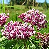 Generic Pink Milkweed Live Plants - Pack of 2 - Swamp Milkweed Plant - Monarch Butterfly Attractant - Perennial Blooms - Ideal for Gardens and Pollinator Habitats - Asclepias incarnata