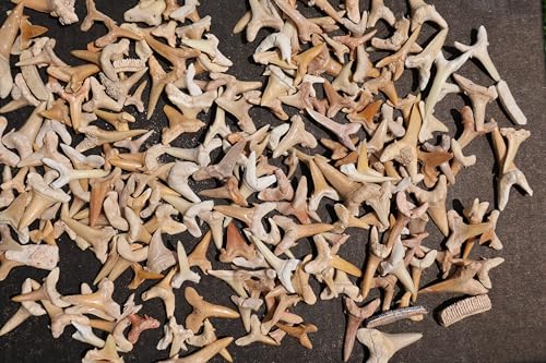 Image of Great Collection of Shark Teeth Fossil Shark Teeth Fossils for Kids Fossils from Morocco A248