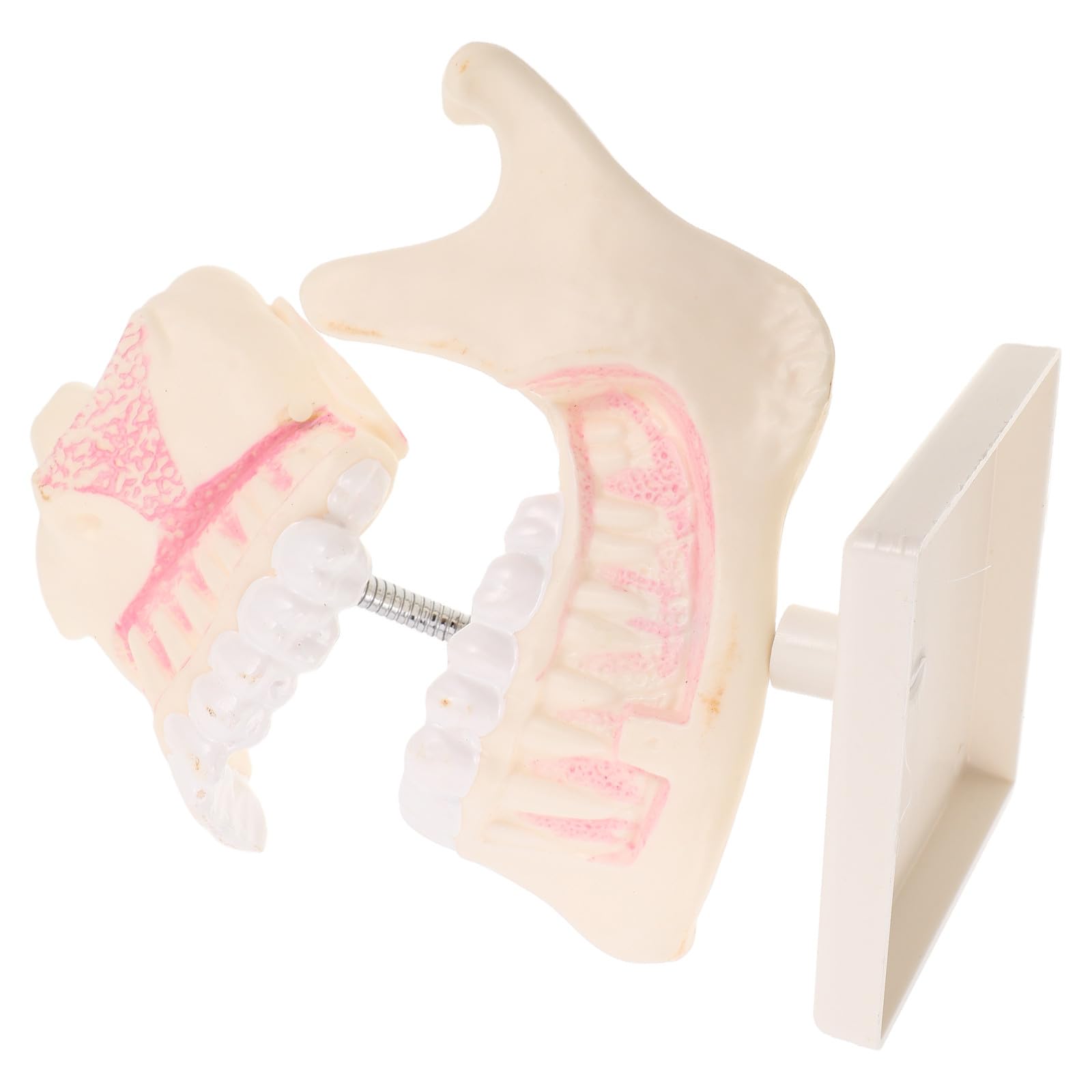 Modello di Bocca in Plastica per Pratica Modello di Anatomia della Bocca per Studenti Principianti Materiale Didattico per Studio Clinico