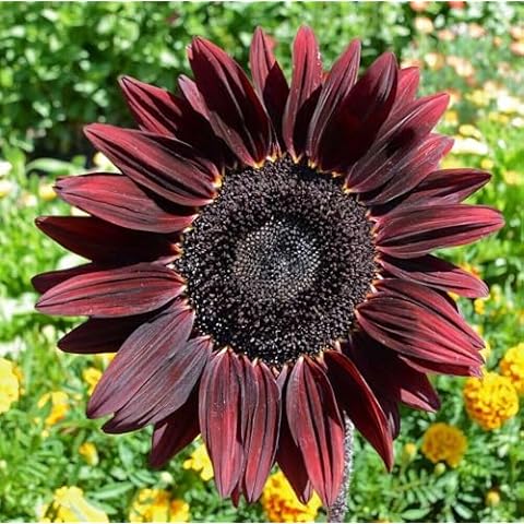 Chocolate Cherry Sunflower Seeds - Helianthus annuus - 60 Seeds, 2 Grams - B187 Cover