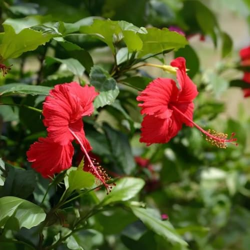 Image of Hibiscus Rosa-Sinensis Live Plant | Red Blooming Gudhal Flower Plant with Pot | Live Outdoor Flowering Plant for Home Garden Balcony