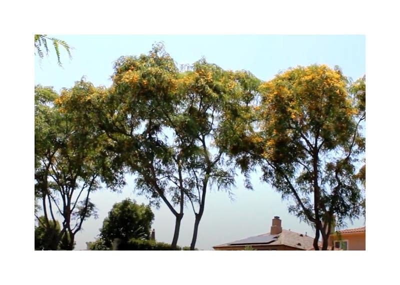10 Semi Di Trema Micrantha (Capulin) – Albero Da Ombra E Ornamentale, Frutti Rosso-arancio, Per Climi Tropicali E Temperati Caldi