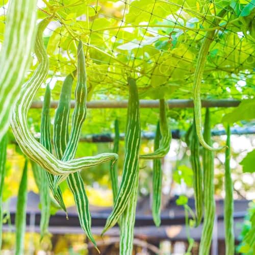 20+ Seed Snake Gourd Seeds for Planting Outdoor- Perennial Exotic Long Snake Like Gourds Fruit Seeds Heirloom Non-GMO