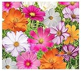 Cosmos Seeds in a Mixture of 11 Varieties - Long Blooming Period in All Zones - Easy to Grow