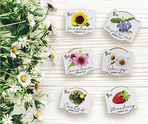 BUZZY Seeds Terracotta Mini Grow Pots | Herb, Plant, Flower Starter Kit for Kids & Adults | Assorted 6-Pack, Classic Collection | Guaranteed to Grow | Best Indoor Grow Your Own Plant Gardening Gift