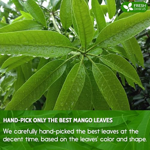 Image of FreshDrinkUS, Premium 1.3oz Mango Leaf Powder, 100% Natural and Pure Mango Leaves. Loose Leaf Mango Herbal Tea. Mango Leaf Tea. No Sugar, No Caffeine, No Gluten, Vegan.