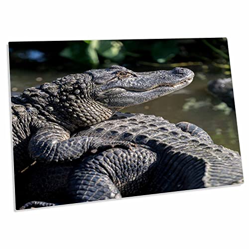 3dRose USA Florida Orlando Alligators Basking Desk Pad