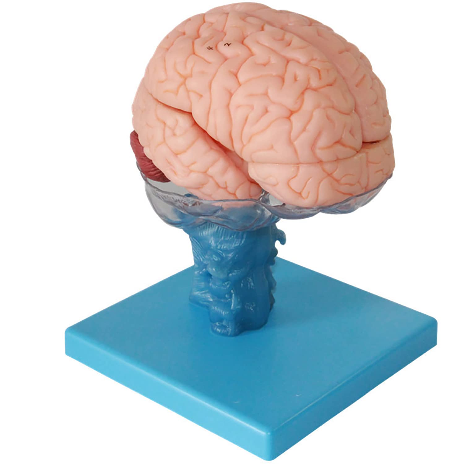 脳の模型 Amazon.co.jp: 人体脳解剖模型 脳拡大視床モデル 15個取り外し