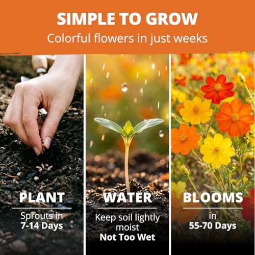 Image of HOME GROWN Cosmos Bright Lights Mix Seeds - 2500 Cosmos Sulphureus for Planting Spring 2026, Refined Wildflower Herb Seed Mix, Easy Grow Outdoor Flower Seeds for Gardens