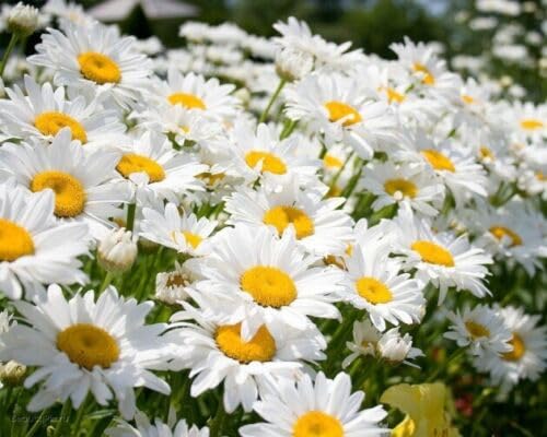 Buy4seeds 130x Giant Shasta Alaska Daisy Seeds Easy for Grow Garden