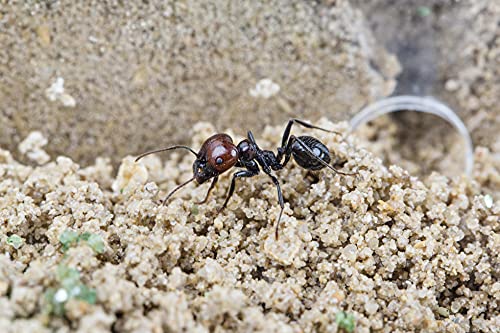 AntHouse - Natural Sand Ant Farm | Acrylic Starter Kit 7.87 x 3.94 x 3.94 in - Image 5