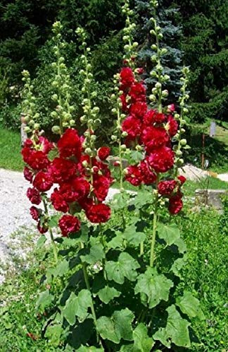 South Eastern Horticultural Hollyhock Chater's Double Scarlet Perennial Large Plug Plants Pack x6