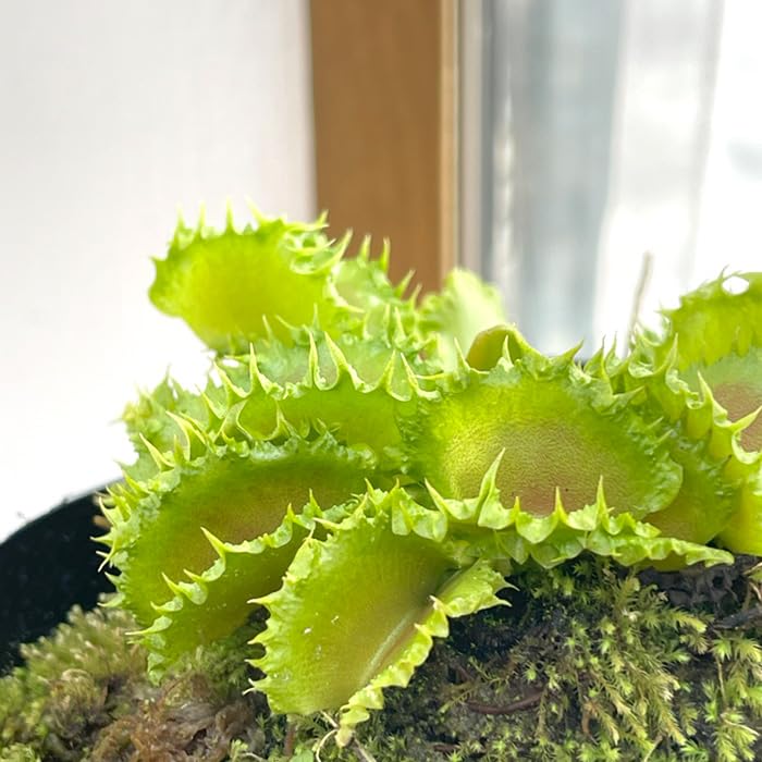 Amazon.co.jp: 食虫植物 ハエトリソウ ダンプリング 9cmポット