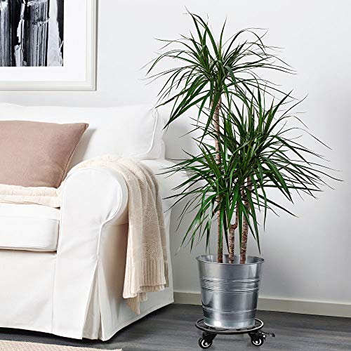 Iron Potted Plant Stand on Steel Casters (No Plastic), 12", Metal Plant Stand on Rollers, Flower Pot Trolley, Round Plant Caddy, Planter Movers with Locking Round Wheel, Plant Caddie, Pot Dolly